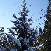 Snow Day Again!
Nov. 28, 2006